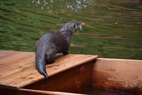 Wet otter in the wildlife
