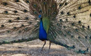 Peacock Male