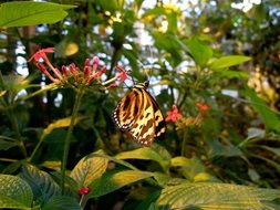 nice butterfly in green garden on a blurred background