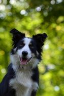 black and white collie this is a British shepherd