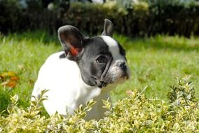 French Bulldog Puppy on the meadow