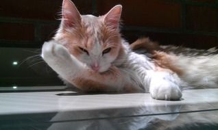 sly domestic cat
