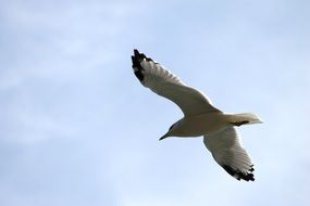 A Bird Flying In The Sky