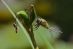 dragonfly on a green plant on a blurred background
