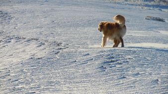 golden retriever walks in the snow