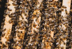 Bees on honeycomb frames in beehive