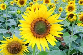 field of sunflowers