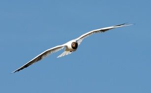 delectable Gull Flight
