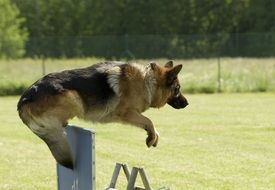 german shepherd in jump on a workout