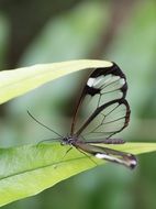 butterfly on a green leaf of a plant