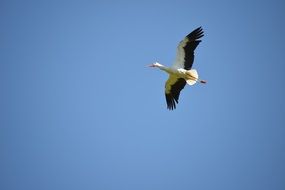 White Stork flying in sky