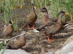 mallard Duck flock on ground