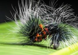 Colorful prickly caterpillar on the green surface