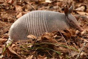 armadillo on brown autumn leaves