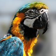 portrait of a colorful parrot
