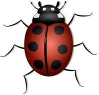 painted burgundy ladybug