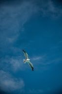 the bird is flying under the blue sky