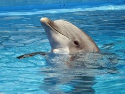 Cute smiling dolphin in the blue water of the pool