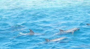 picture of the dolphins in a sea