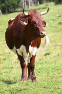 Photo of Beef on a livestock