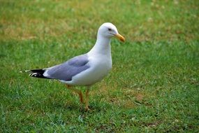 beautiful and cute Seagull