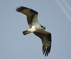 flying osprey in the blue sky