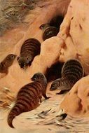 Banded Mongoose