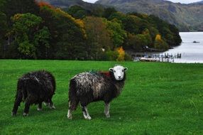 sheep in a meadow in england