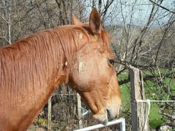 brown horse in spring sunny day