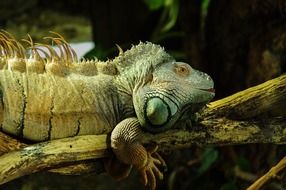 iguana on a branch close-up