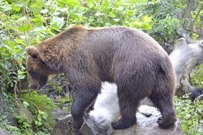 Brown Bear on fallen tree trunk in wild