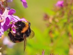 incredibly beautiful Hummel