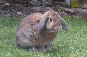 beautiful cute Rabbit Animal on the grass