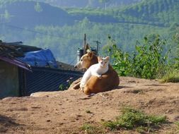 cat and dog are lying on the sand