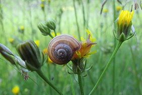 Snail in the garden