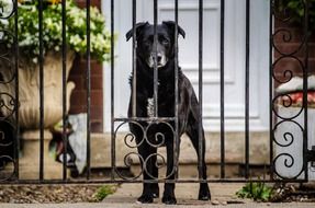 the dog behind the fence