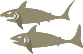 drawn two gray sharks