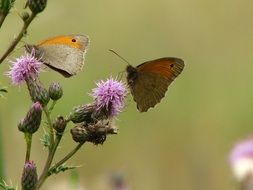 brown orange butterflies on the thistles