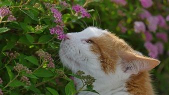 the cat touches the flowers on the bush on a blurred background