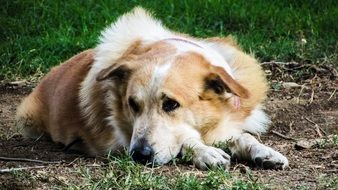 red and white Dog Resting on ground