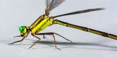 green iridescent dragonfly