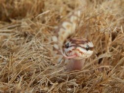python with tongue hanging out in dry grass