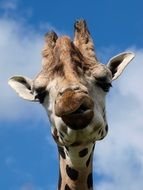 head of a giraffe against the sky