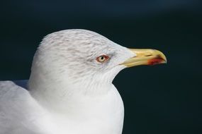 Seagull in the summer