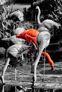 Black,white and red flamingos