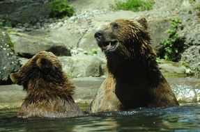 brown bears in water in a zoo