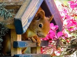 squirrel in its house in the garden