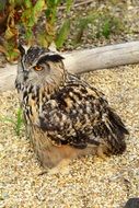 Eurasian eagle owl sitting on the ground