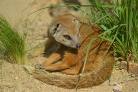 yellow mongoose in wildlife