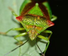 hemiptera is an colorful insect on the plant